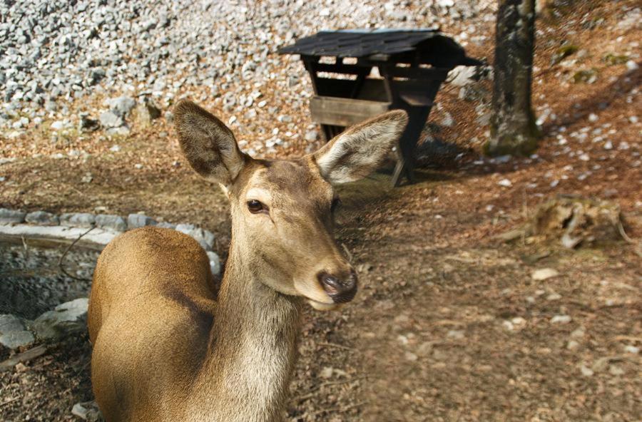 Ca' Moretti Piazzatorre Esterno foto
